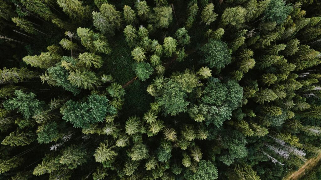 Birds eye view of a large forest with a series of green trees and a path