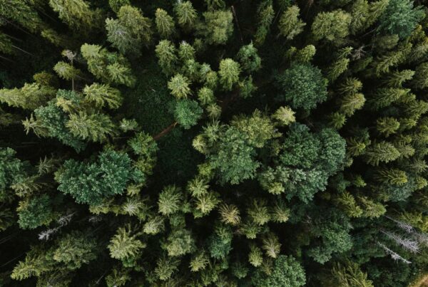 Birds eye view of a large forest with a series of green trees and a path